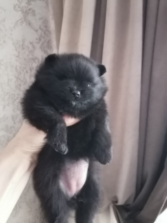 Photo №4. Je vais vendre spitz nain en ville de Kirov. éleveur - prix - 850€