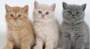 Photo №1. british shorthair - à vendre en ville de Vresse-sur-semois | négocié | Annonce № 160488