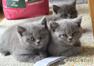 Photo №1. british shorthair - à vendre en ville de Anderlecht | 388€ | Annonce № 170843