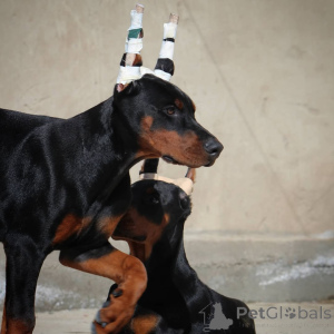 Photo №3. Doberman Puppy, salope et garçon.. Allemagne