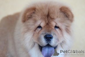 Photo №2 de l'annonce № 56967 de la vente chow-chow - acheter à Serbie éleveur