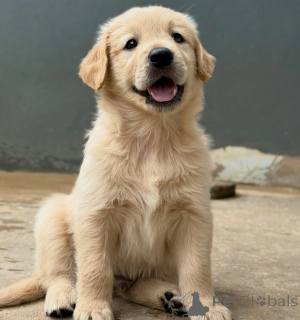 Photo №2 de l'annonce № 155487 de la vente golden retriever - acheter à Allemagne éleveur