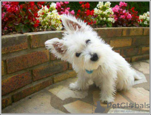 Photo №3. Chiots West Highland White Terrier. USA