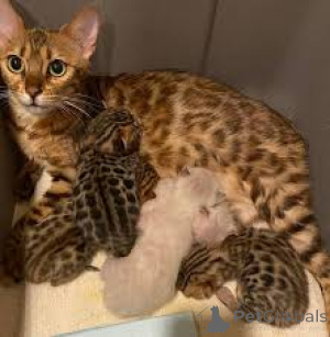 Photo №2 de l'annonce № 161511 de la vente bengal - acheter à La finlande annonce privée, éleveur