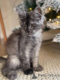 Photo №4. Je vais vendre maine coon en ville de Quedlinburg. annonce privée - prix - 400€