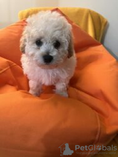 Photo №1. bichon à poil frisé - à vendre en ville de Kreivilä | Gratuit | Annonce №124070