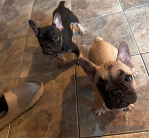 Photo №3. Bouledogues français mâles et femelles propres et dressés.. Pays Bas
