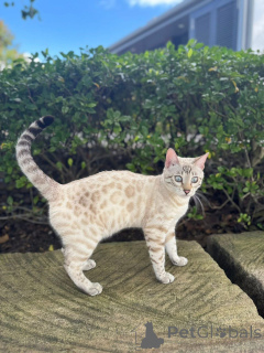 Photo №1. bengal - à vendre en ville de Mikkeli | 750€ | Annonce № 152946