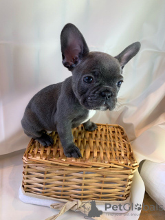 Photos supplémentaires: Adorables chiots bouledogue français en adoption gratuite