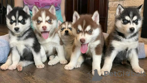 Photo №2 de l'annonce № 132397 de la vente husky de sibérie - acheter à Fédération de Russie annonce privée
