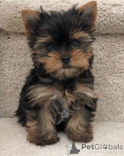 Photo №3. Yorkshire Terrier. Allemagne
