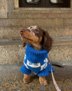 Photo №1. teckel - à vendre en ville de Berlin | 550€ | Annonce №167200