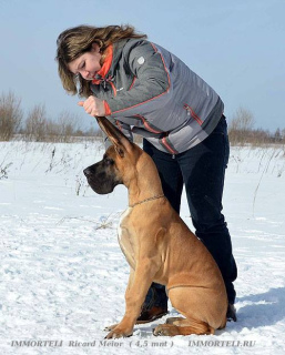 Photo №1. dogue allemand - à vendre en ville de Moscou | Négocié | Annonce №1541