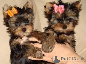 Photo №1. yorkshire terrier - à vendre en ville de Fracasse | Gratuit | Annonce №160343