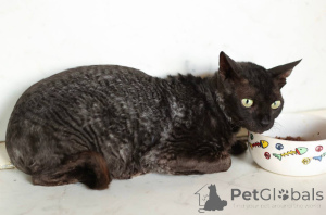 Photo №4. Je vais vendre cornish rex en ville de Khimki. de l'abri - prix - Gratuit