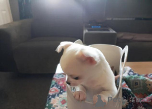 Photo №3. Des chiots superbes. Prêt maintenant. Allemagne