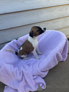 Photo №1. beagle - à vendre en ville de Москва | 555€ | Annonce №143907