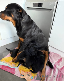Photo №3. Des chiots Rottweiler en bonne santé prêts à vivre dans des foyers aimants.. Lituanie