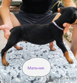 Photo №4. Je vais vendre dobermann en ville de Чирчик. annonce privée - prix - 95€