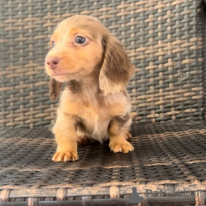 Photo №2. Produits pour animaux en USA. Prix - négocié. Annonce № 149296