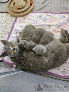 Photo №3. Beaux British Shorthairs bleus. Allemagne