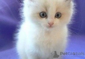 Photo №1. ragdoll - à vendre en ville de Jenalöbnitz | 500€ | Annonce № 130244