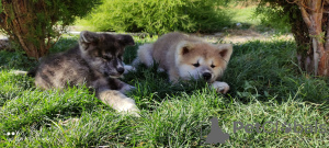 Photo №4. Je vais vendre akita (chien) en ville de Almaty. annonce privée, éleveur - prix - négocié