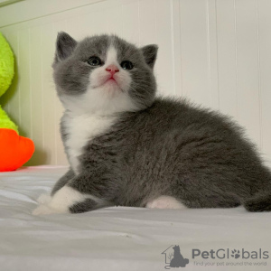 Photo №2 de l'annonce № 43791 de la vente british shorthair - acheter à USA annonce privée