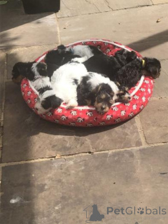 Photo №2 de l'annonce № 159987 de la vente biewer yorkshire terrier - acheter à Lituanie annonce privée