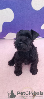 Photo №1. schnauzer miniature - à vendre en ville de Zrenjanin | négocié | Annonce №69160