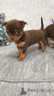 Photo №1. chihuahua - à vendre en ville de Déshabiller | 650€ | Annonce №167483