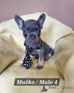 Photo №4. Je vais vendre bouledogue en ville de Trrstenik. éleveur - prix - négocié