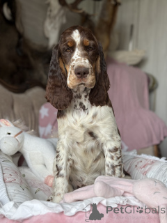 Photo №1. springer anglais - à vendre en ville de Częstochowa | 4000€ | Annonce №145456