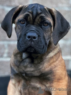 Photo №2 de l'annonce № 158763 de la vente cane corso - acheter à Allemagne éleveur