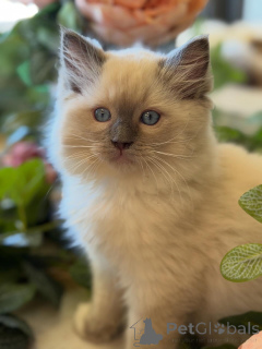 Photo №3. Brillante, audacieuse et belle, Ruby brille partout où elle va.. Pays Bas