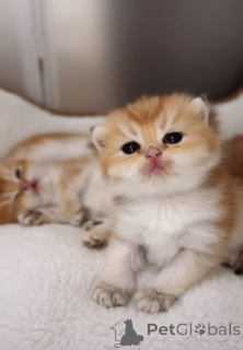 Photo №1. british shorthair - à vendre en ville de Prague | 850€ | Annonce № 151264