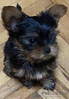 Photo №4. Je vais vendre yorkshire terrier en ville de Kruševac. éleveur - prix - 450€