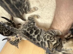 Photo №3. Magnifiques chatons Bengal Şık Bengal yavru kedileri. Turquie