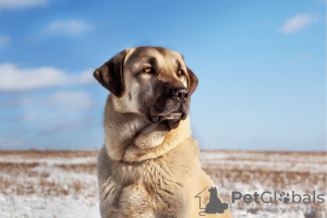 Photo №3. Chiots Kangal Turc. Biélorussie