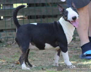 Photos supplémentaires: Chiots bull terrier miniatures