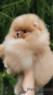Photo №3. Magnifique chiots Spitz nain Poméranien. La Grande-Bretagne