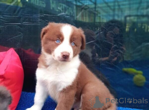 Photo №1. border collie - à vendre en ville de Øsløs | négocié | Annonce №170291