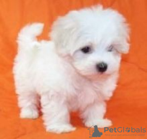 Photo №1. bichon maltais - à vendre en ville de Madrid de los Trillos | 300€ | Annonce №122747