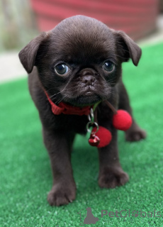 Photo №3. Brussel Griffon exclusif. Serbie