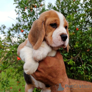 Photo №4. Je vais vendre beagle en ville de Дрезден. annonce privée - prix - 331€