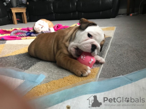 Photo №4. Je vais vendre bulldog anglais en ville de Нюборг. annonce privée, éleveur - prix - 380€