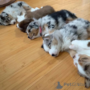 Photo №3. Chiots bergers australiens à adopter.. Allemagne