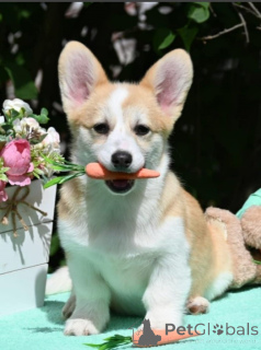 Photo №1. welsh corgi - à vendre en ville de Belgrade | négocié | Annonce №139183