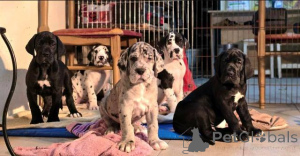 Photo №4. Je vais vendre dogue allemand en ville de Valeovo.  - prix - négocié