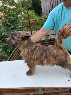 Photo №1. cairn terrier - à vendre en ville de Batočina | négocié | Annonce №162440